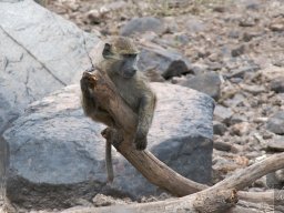 Western_Corridor2009-53